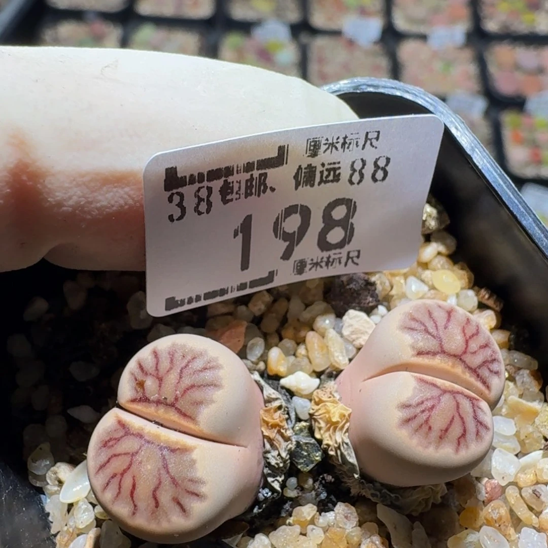 zzzz生石花肉锥198