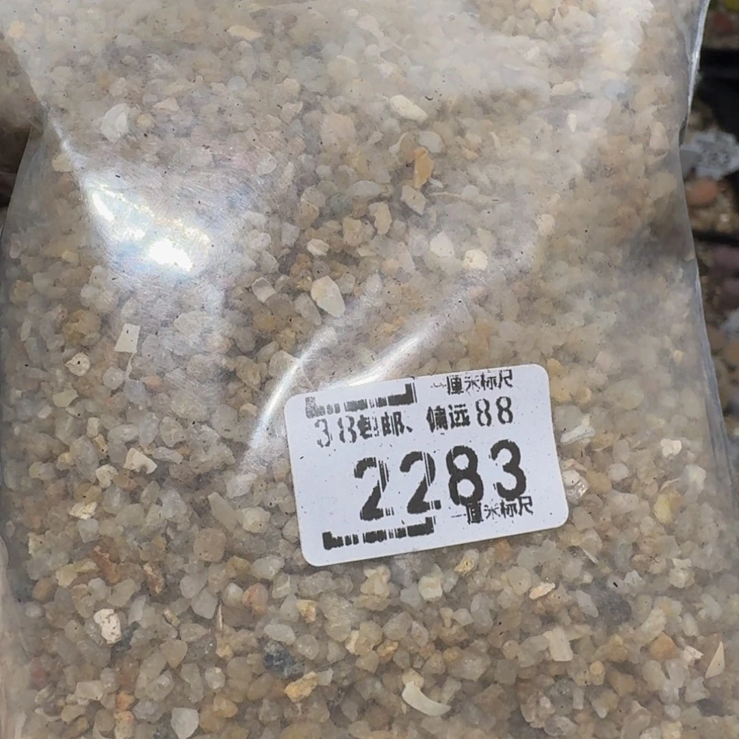 Zzzz生石花肉锥2283