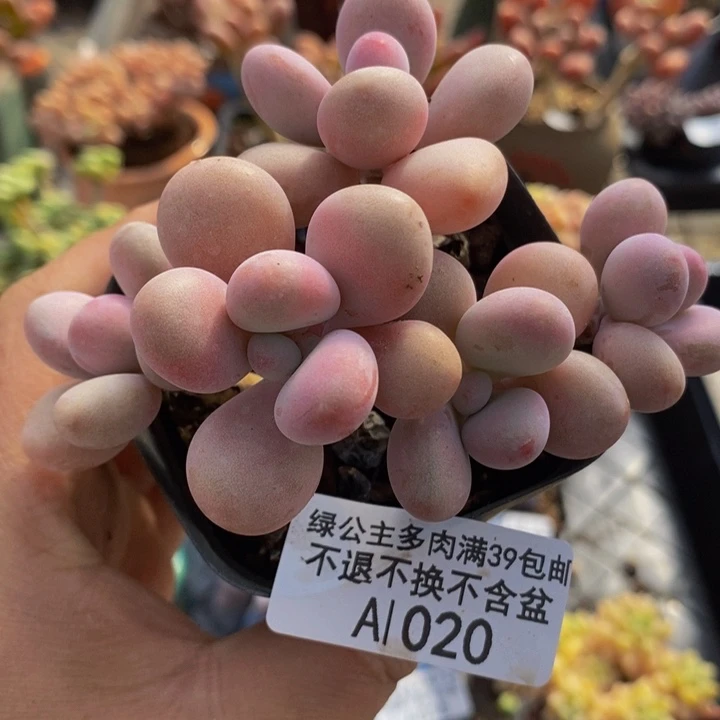 桃蛋8cm1020多肉植物