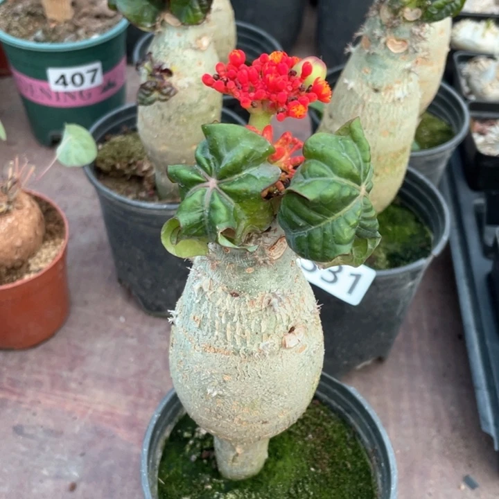 吉**兰409佛度海棠块根