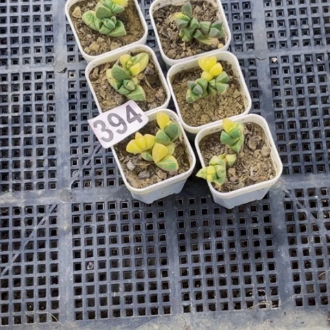 394鹿角海堂锦一物一图如图