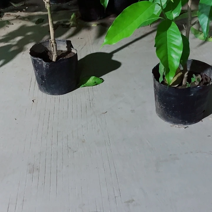 无花朵白兰花是真的好看
