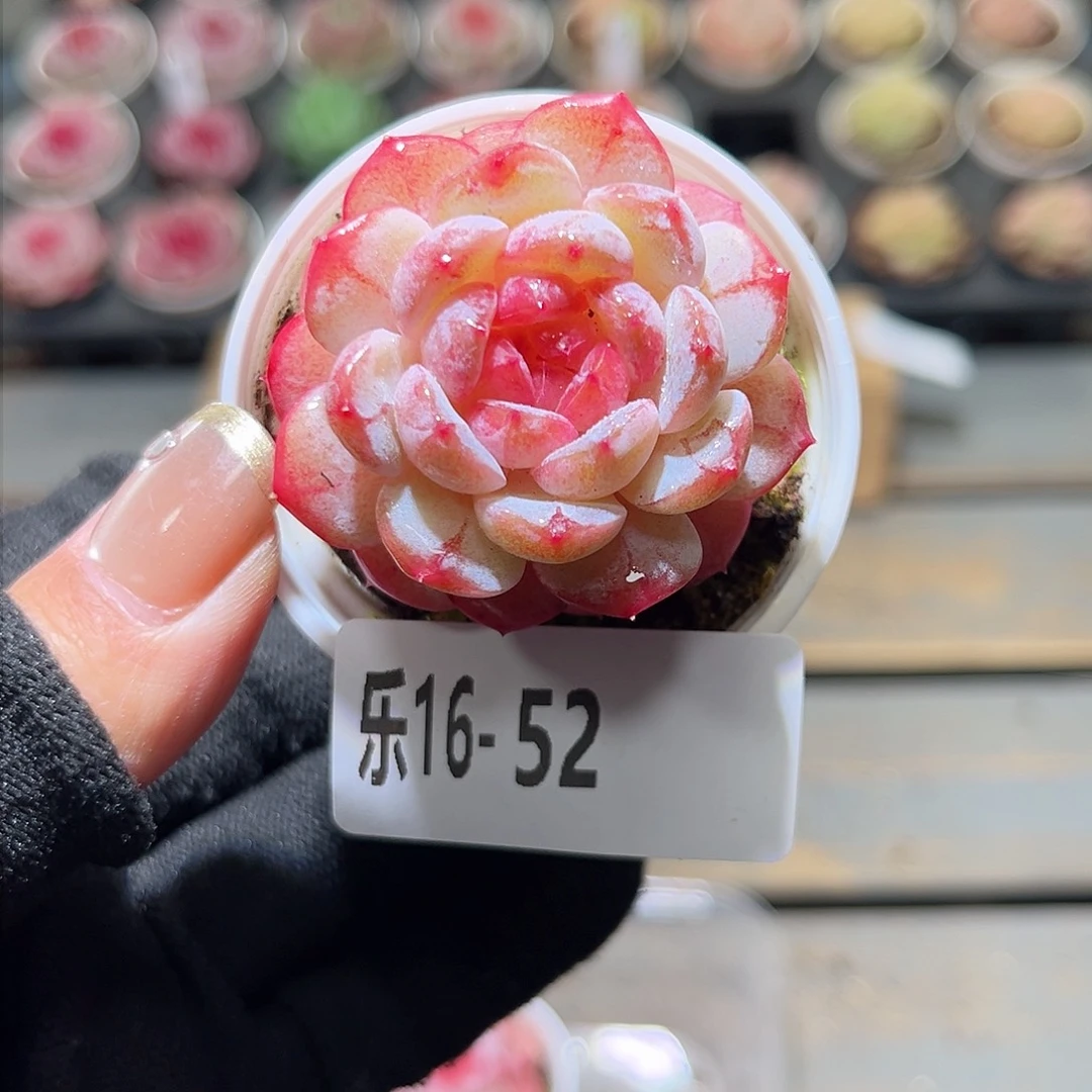 乐16-52 冰肌单头