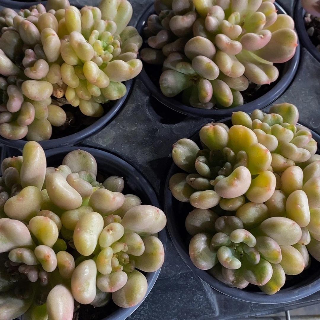 22-精品母本比尔盖茨多头一个