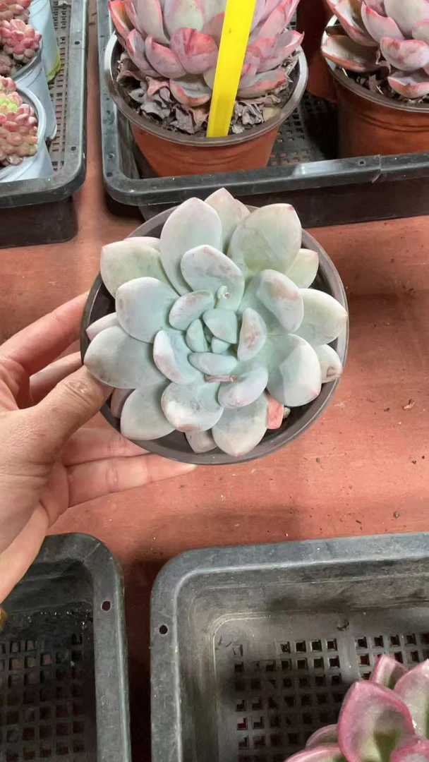 【香水 满9.99包邮】阳台办公室庭院老桩盆栽多肉植物
