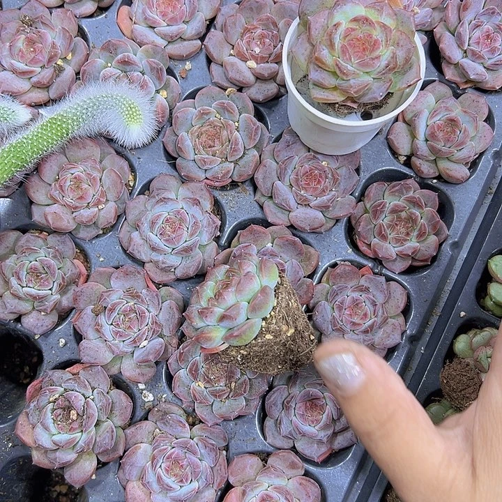 琥珀送盆19包邮多肉植物