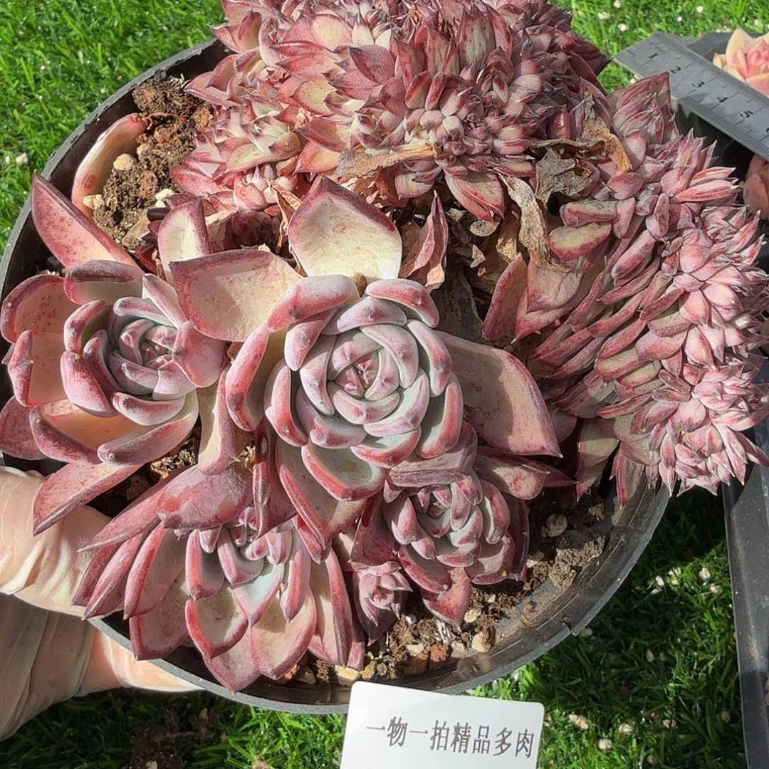 1230-02多肉一物一拍