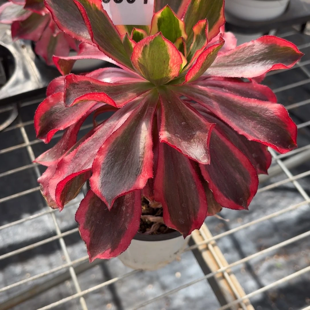 清**月魅影0801发货，