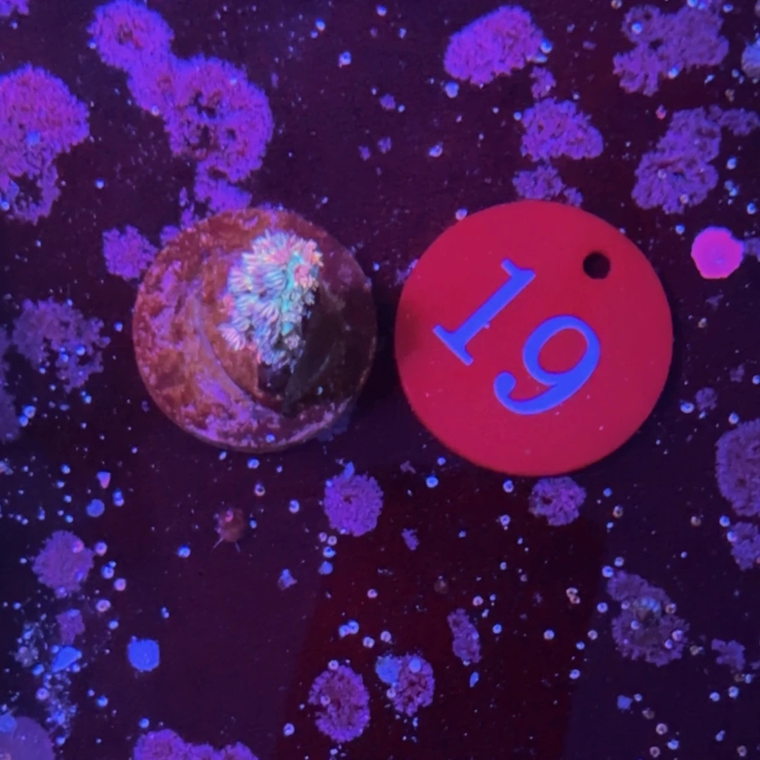 万鱼来朝海水观赏