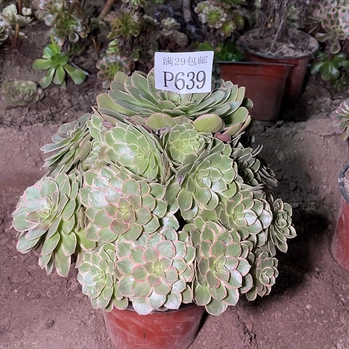 639莲花坐多肉植物