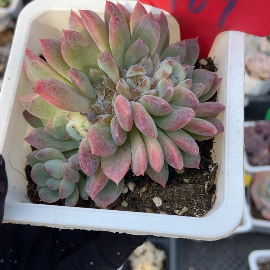 969冰魄朵朵多肉植物