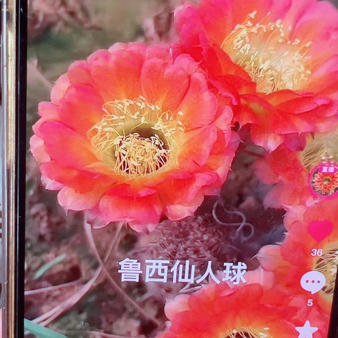 丽花 1537侧芽 满20包邮