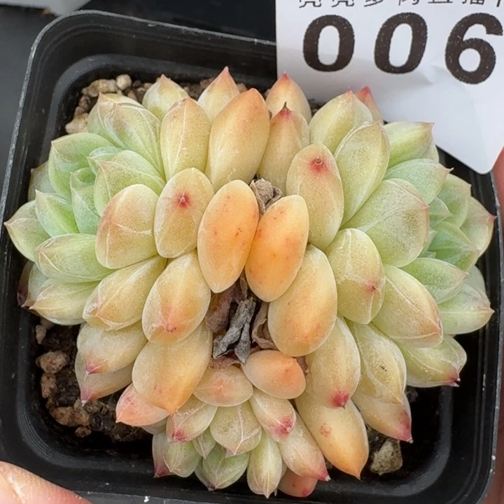 黄底冰魄       精品多肉
