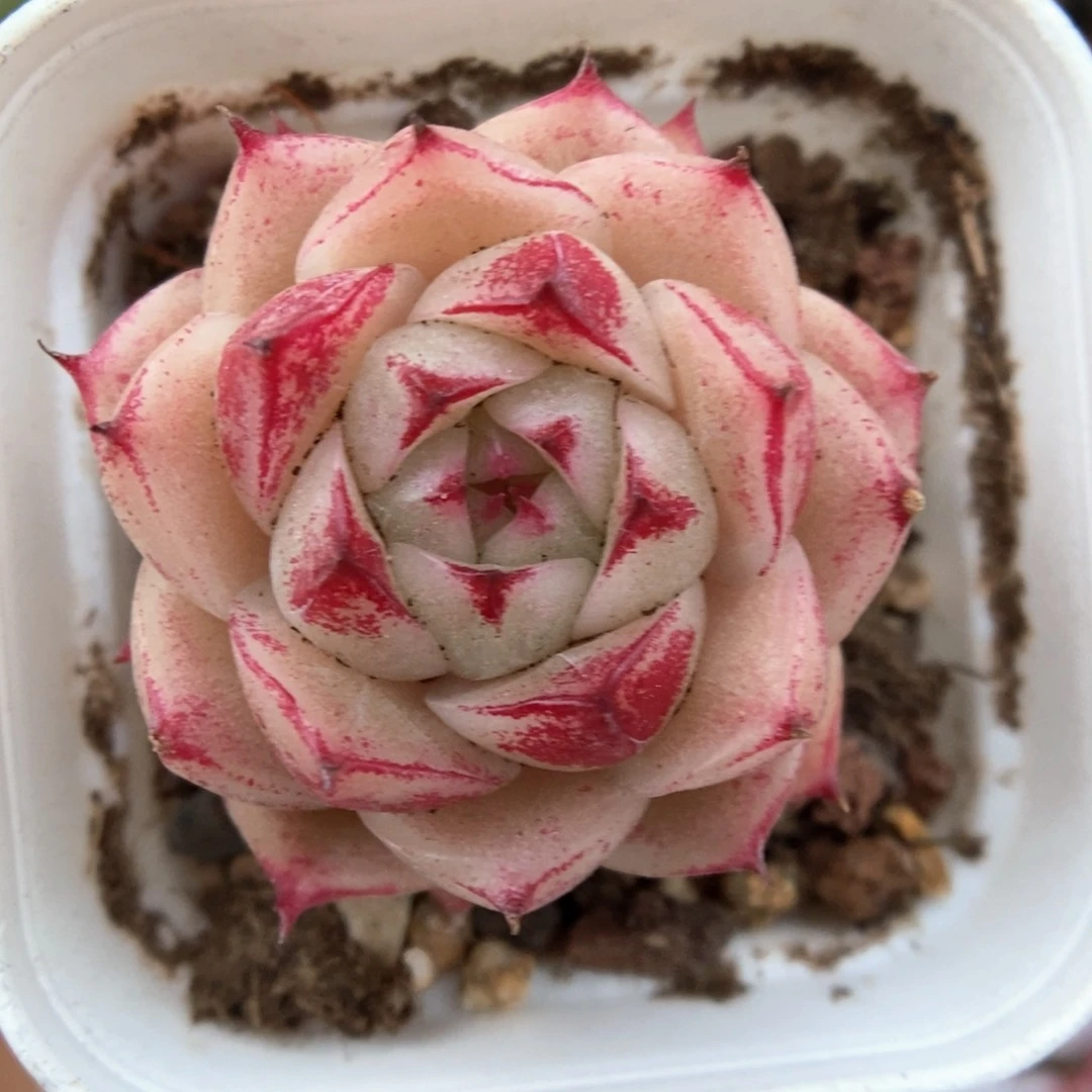 油透麦秆可拍715号。