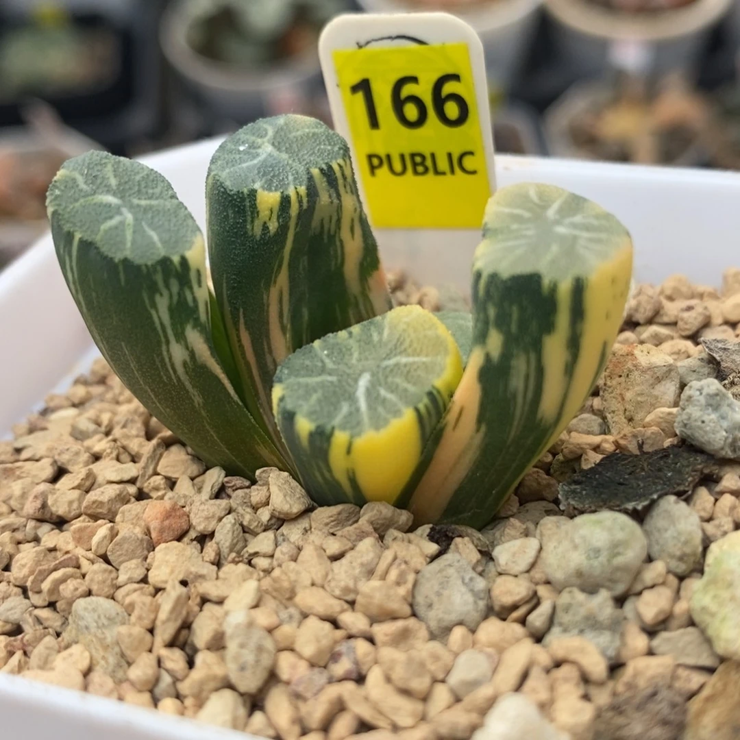 166白妙万象锦一物一拍