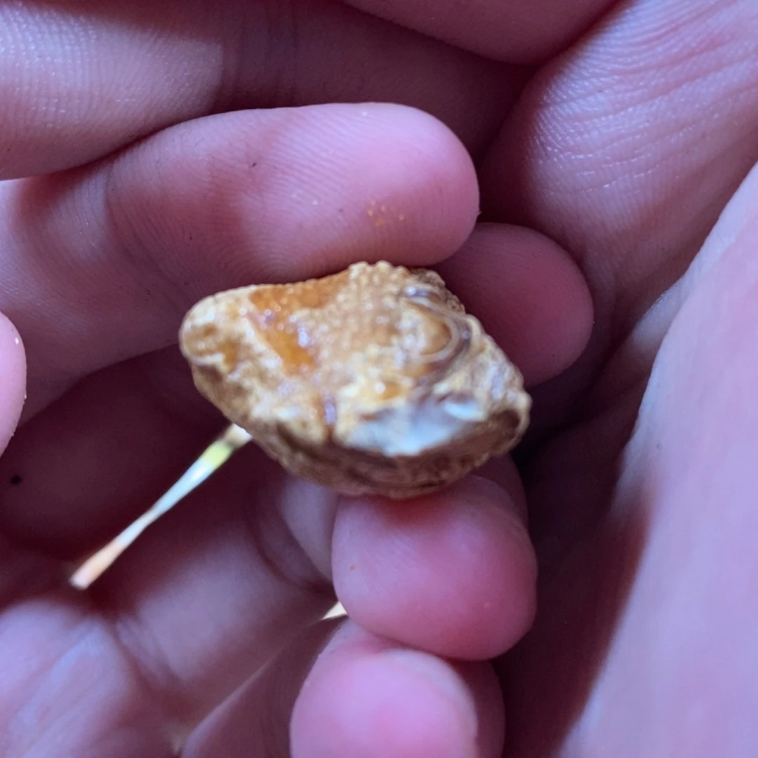 定制琥珀未镶嵌琥珀蜜蜡原石定制