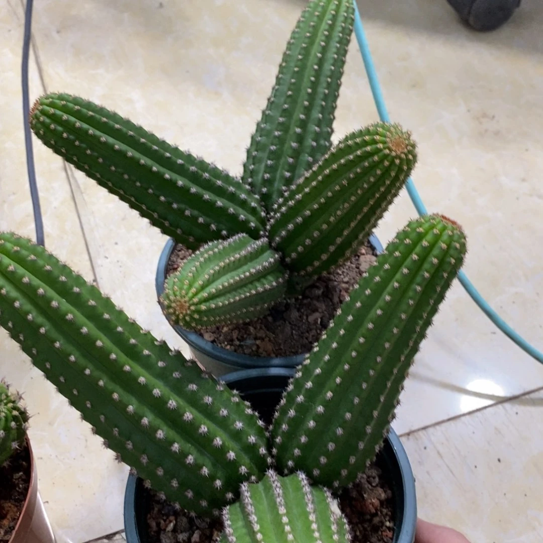 进口金妞金4群生保三四头