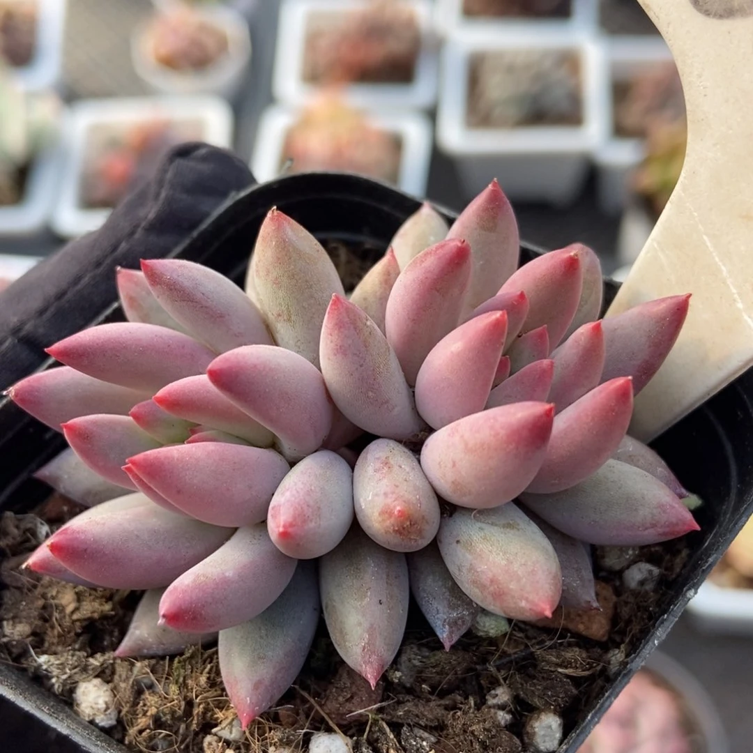 6029余美人多肉植物保护
