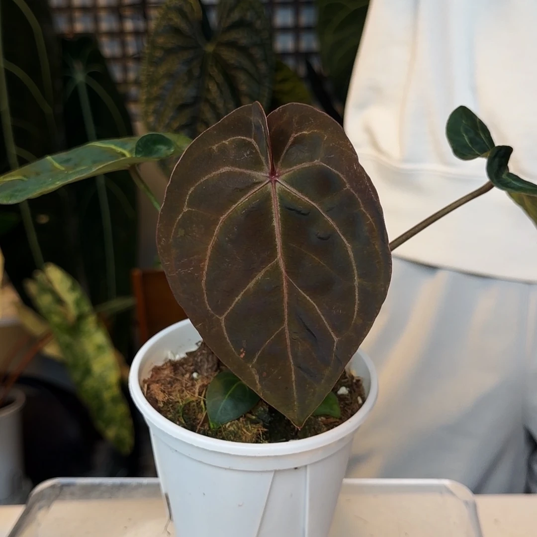 完全开放A49 印尼寡妇