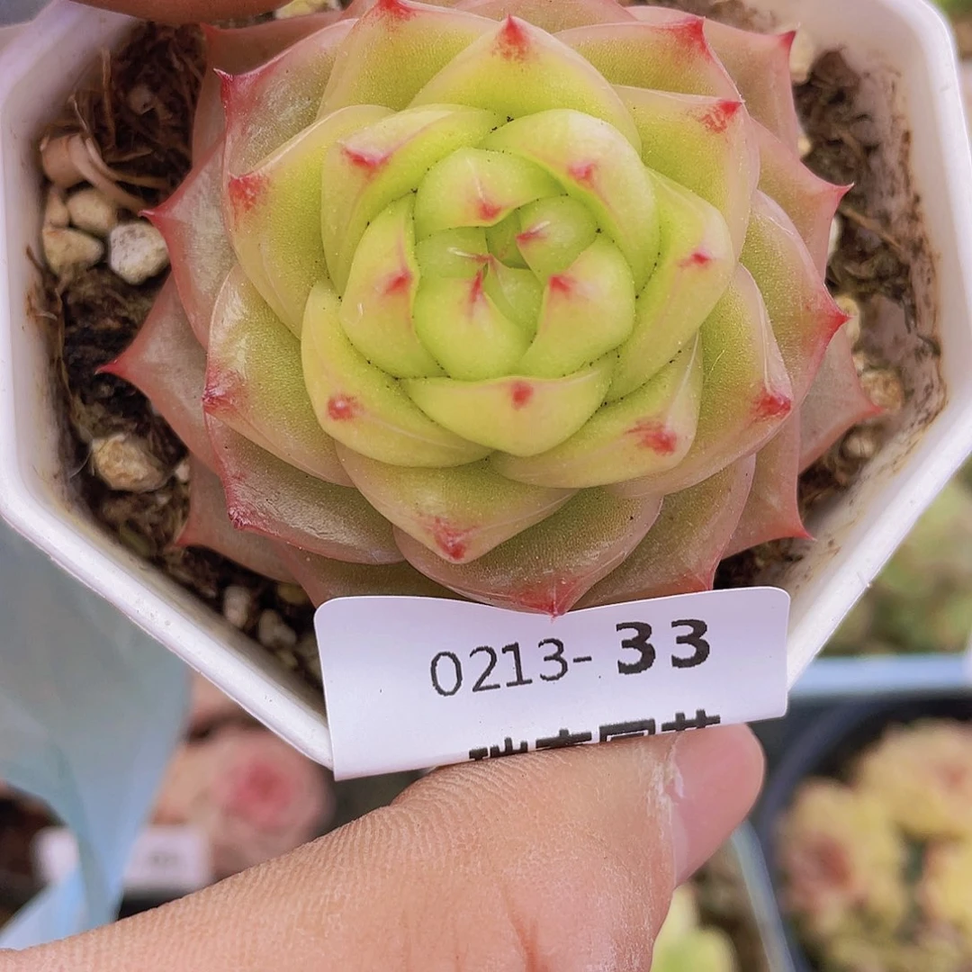 000000000000033量拍