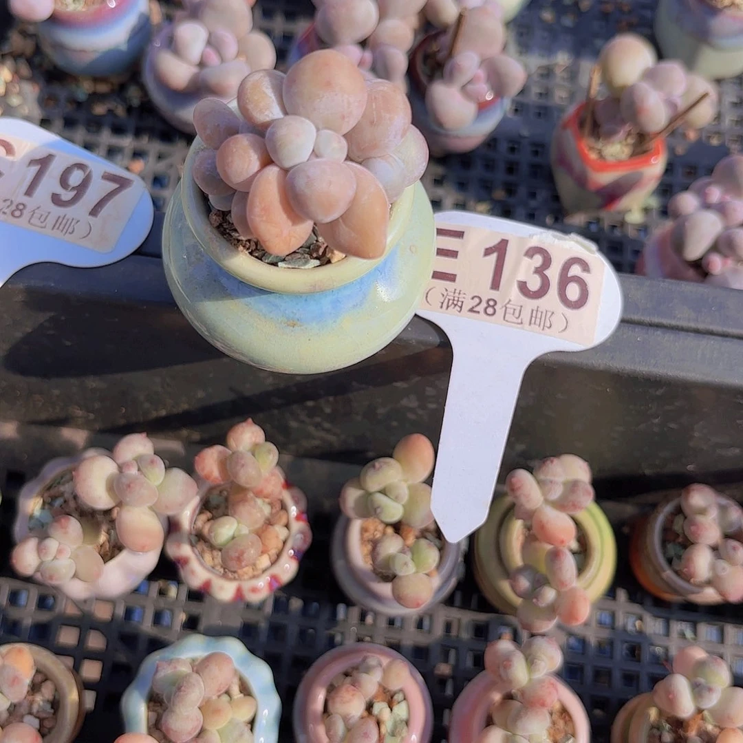 E136奶酪一物一拍