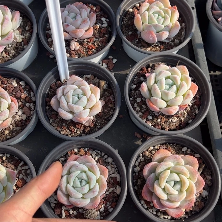 雪媚娘单头5cm一颗量拍多肉满20包邮初7发