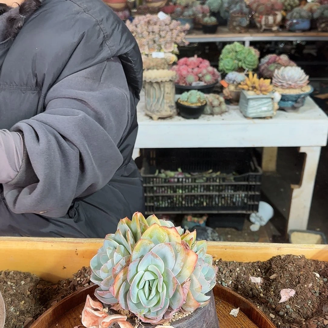 ?*晶晶晶，布鲁蓝85       肉