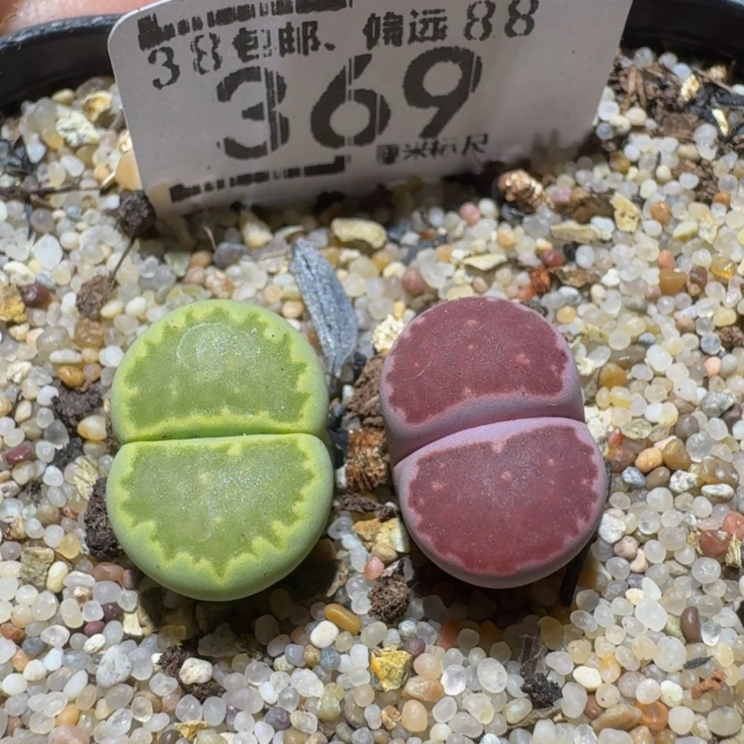 Sssss精品生石花369