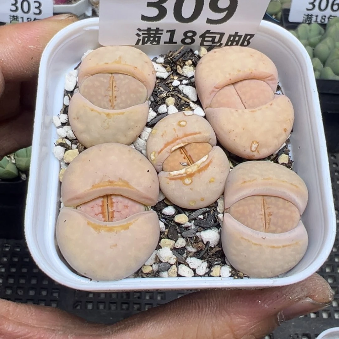 【闪购商品】 309。