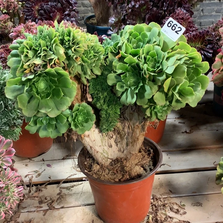 662绿羊绒缀多肉法师