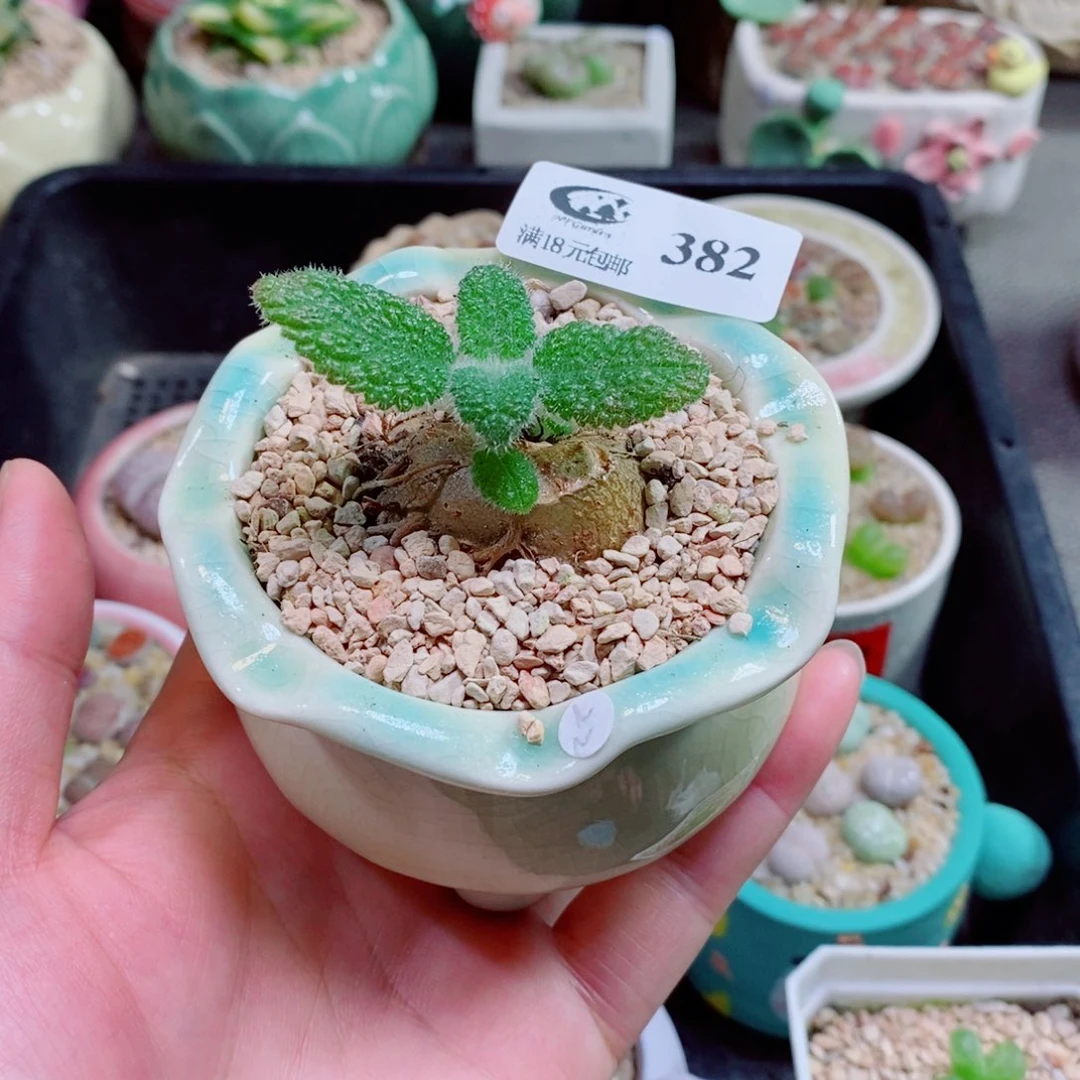 生石花花花花花花382