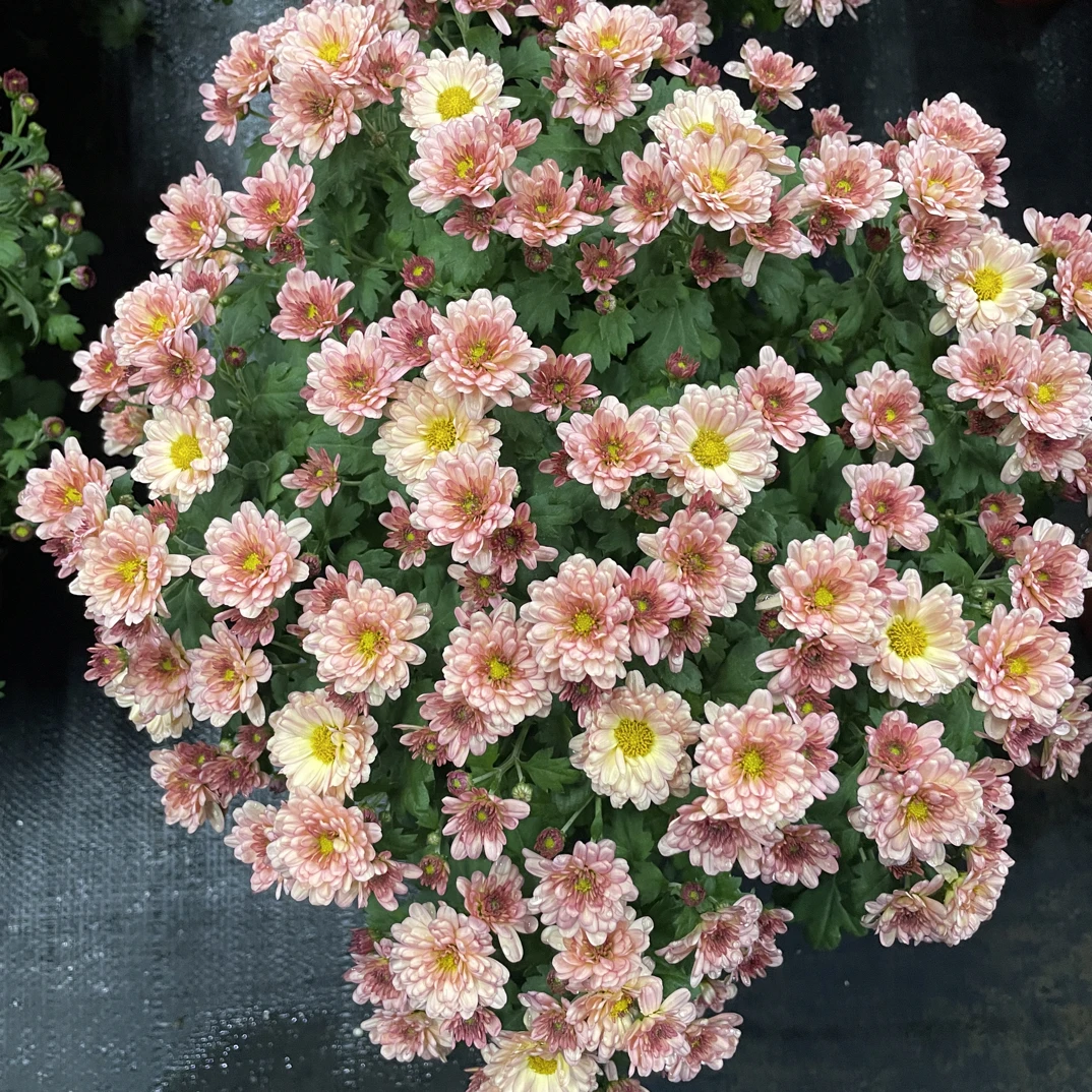 【随机小球菊】 千头球菊 盆栽耐热耐寒 多季开花适合庭院阳台养护