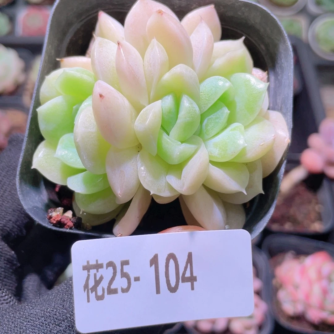 花利美25-104白冰雪