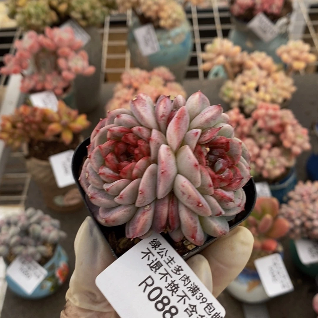 天鹅绒088/6cm的肉