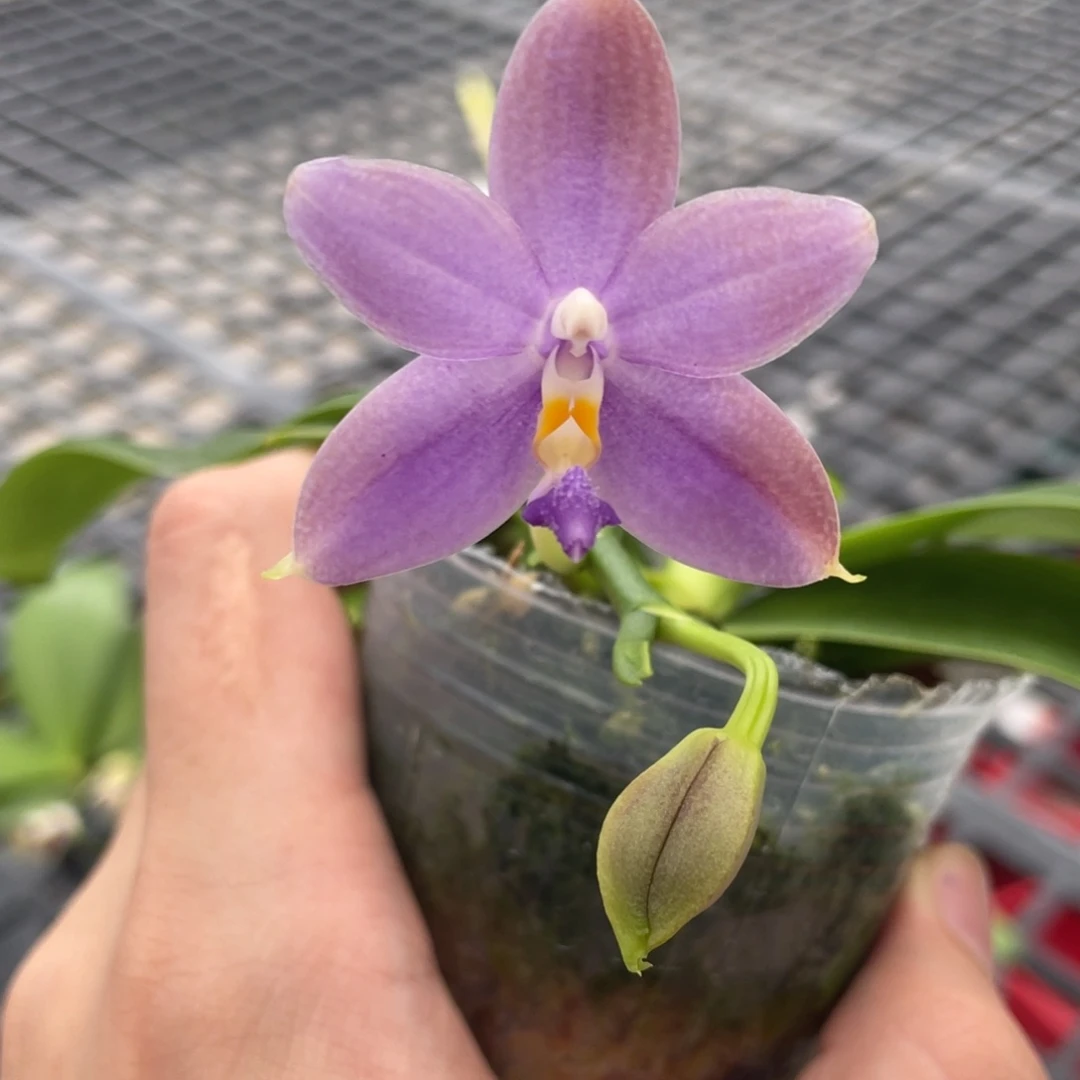 完全开放15叶瑕花期不保