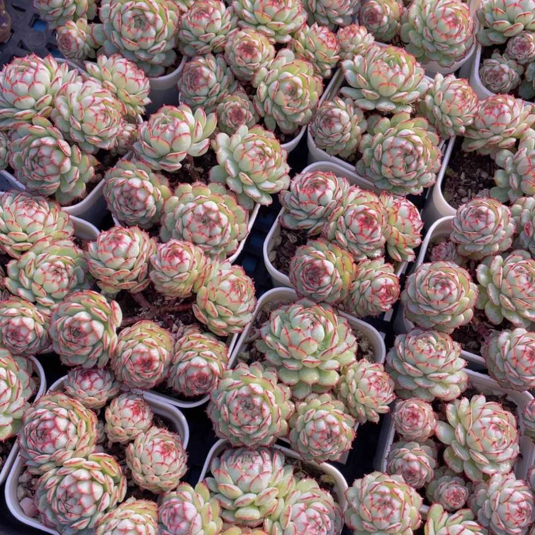 量拍17号小红船小红p群生带腿一个