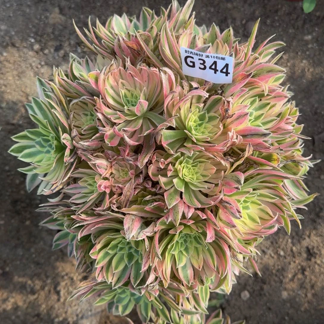 344夕颜多肉植物