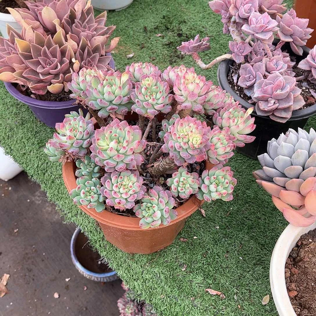 树*苹果多肉植物23