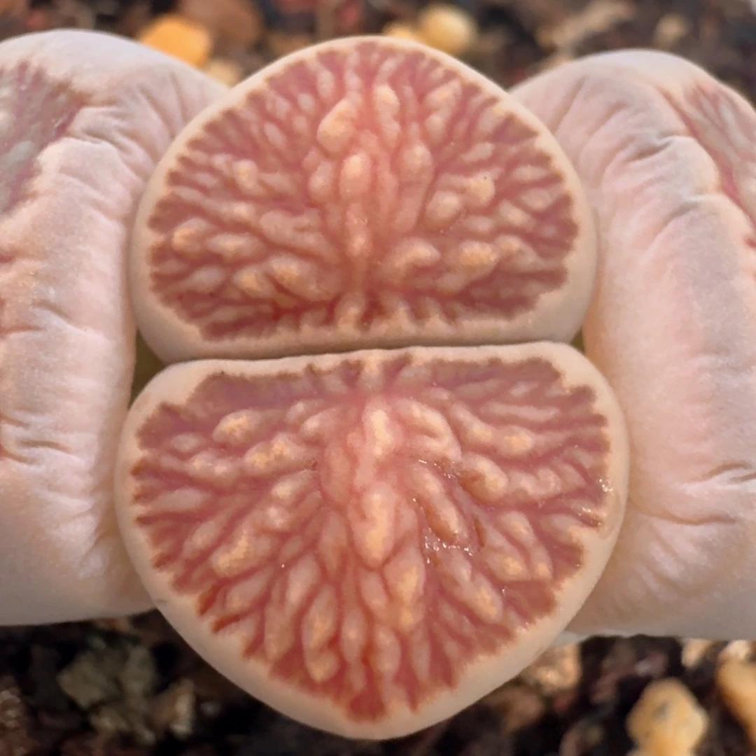 271脱土发货0000000