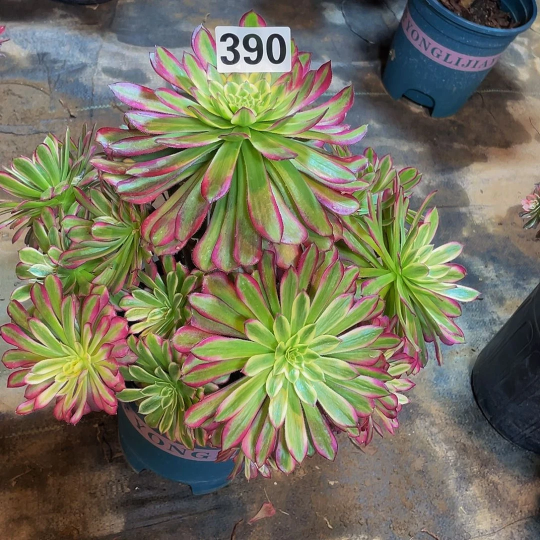 多肉法师390号青鸳发货不包损