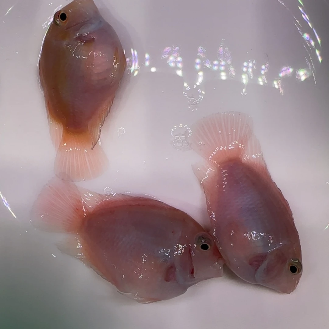 短鲷鱼3只5cm下管胭脂母