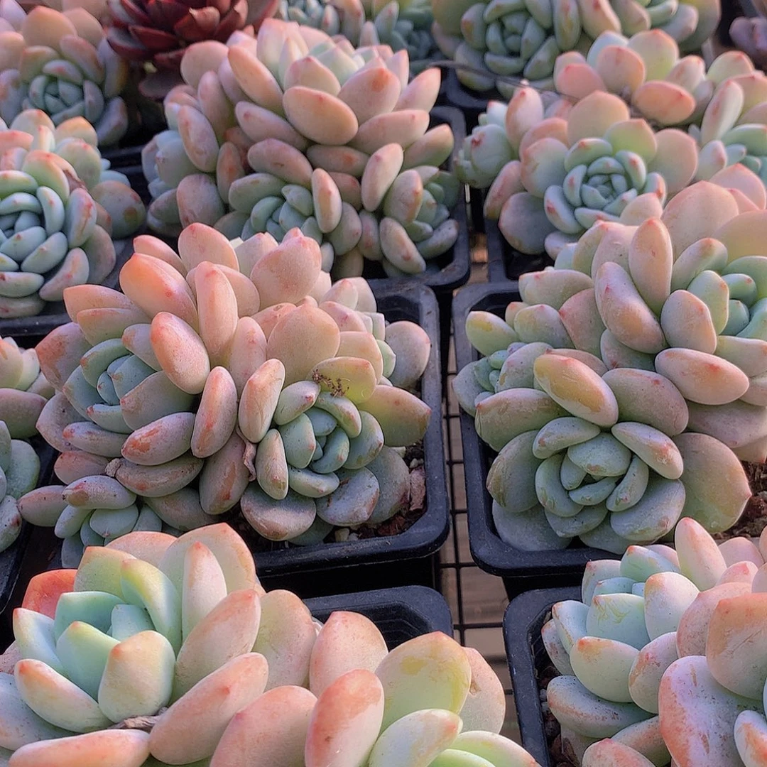 老庄冷香大群3567889990000