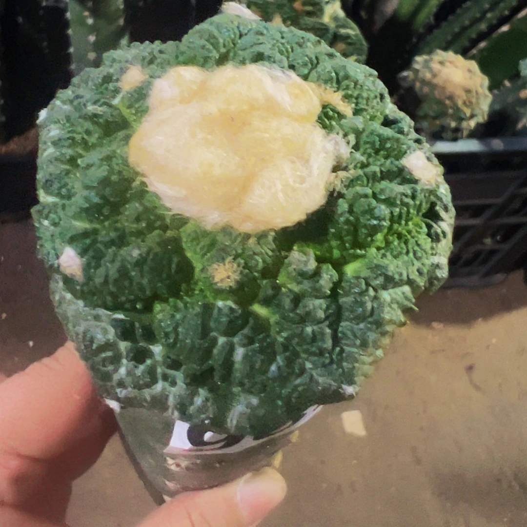 不***菜无花朵福利大尤龟甲连山牡丹988