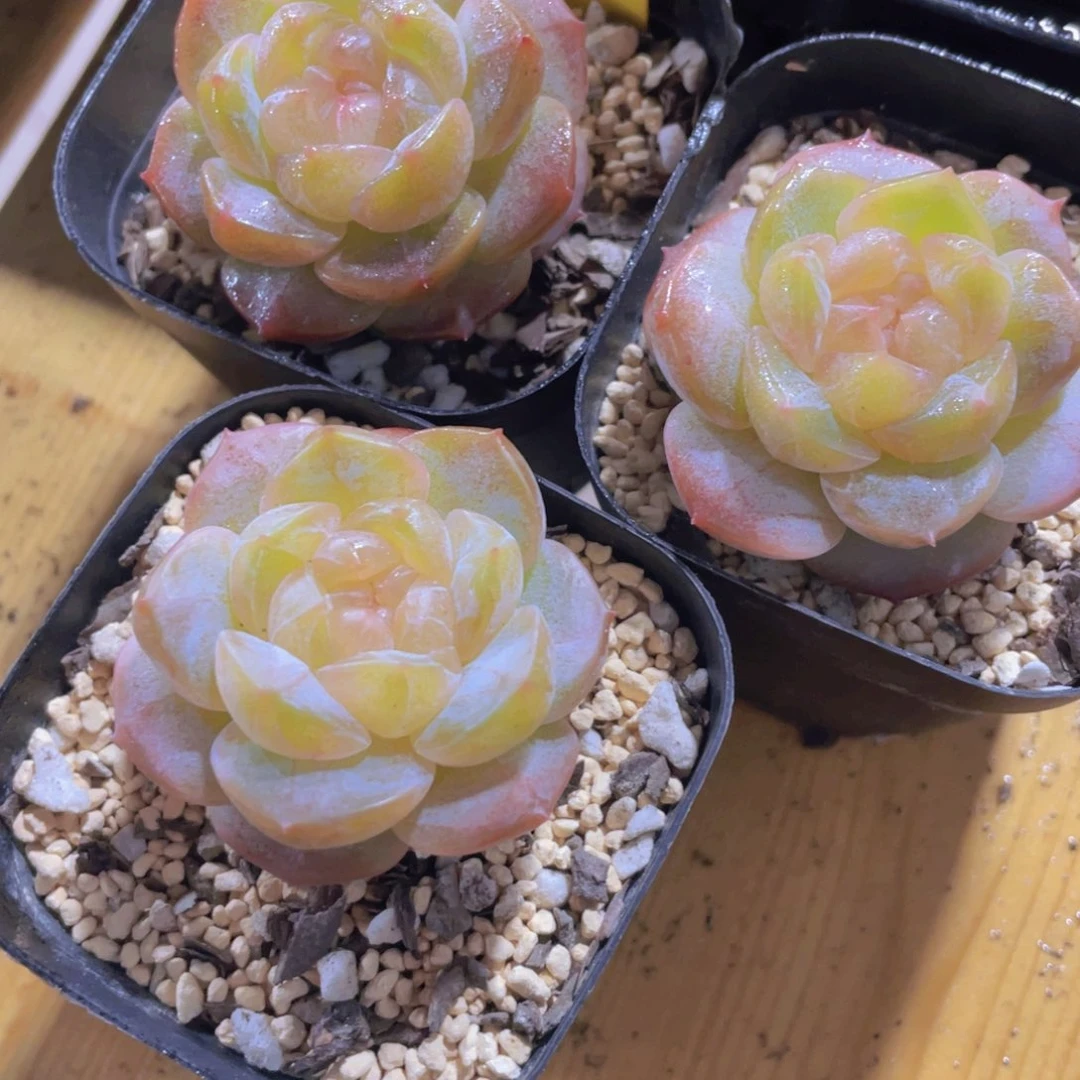 357号 全状态天花板梨落珍妮一个