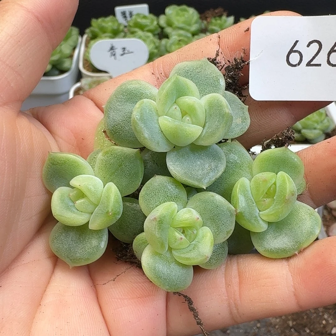 一物一拍一物一拍917-626