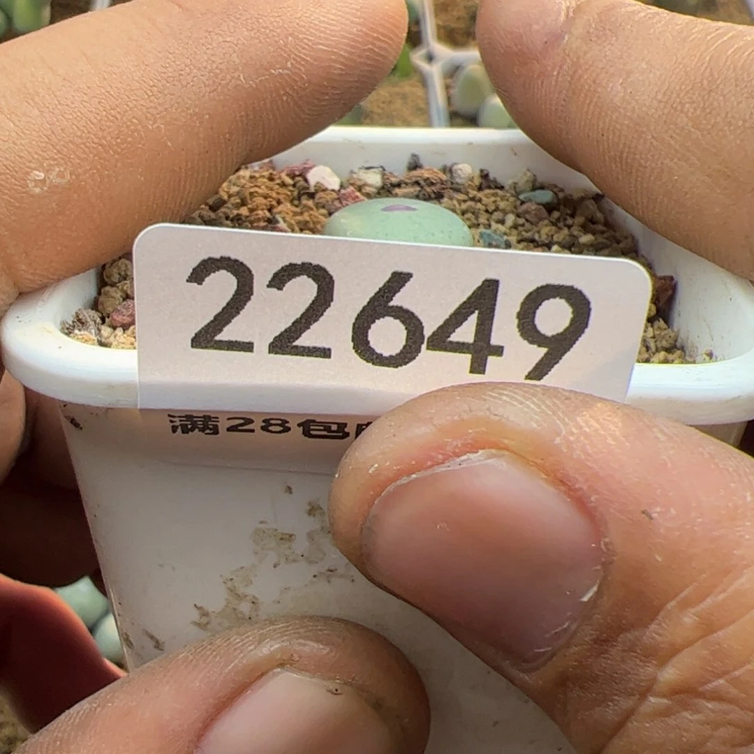 d**o22649 大家过年好