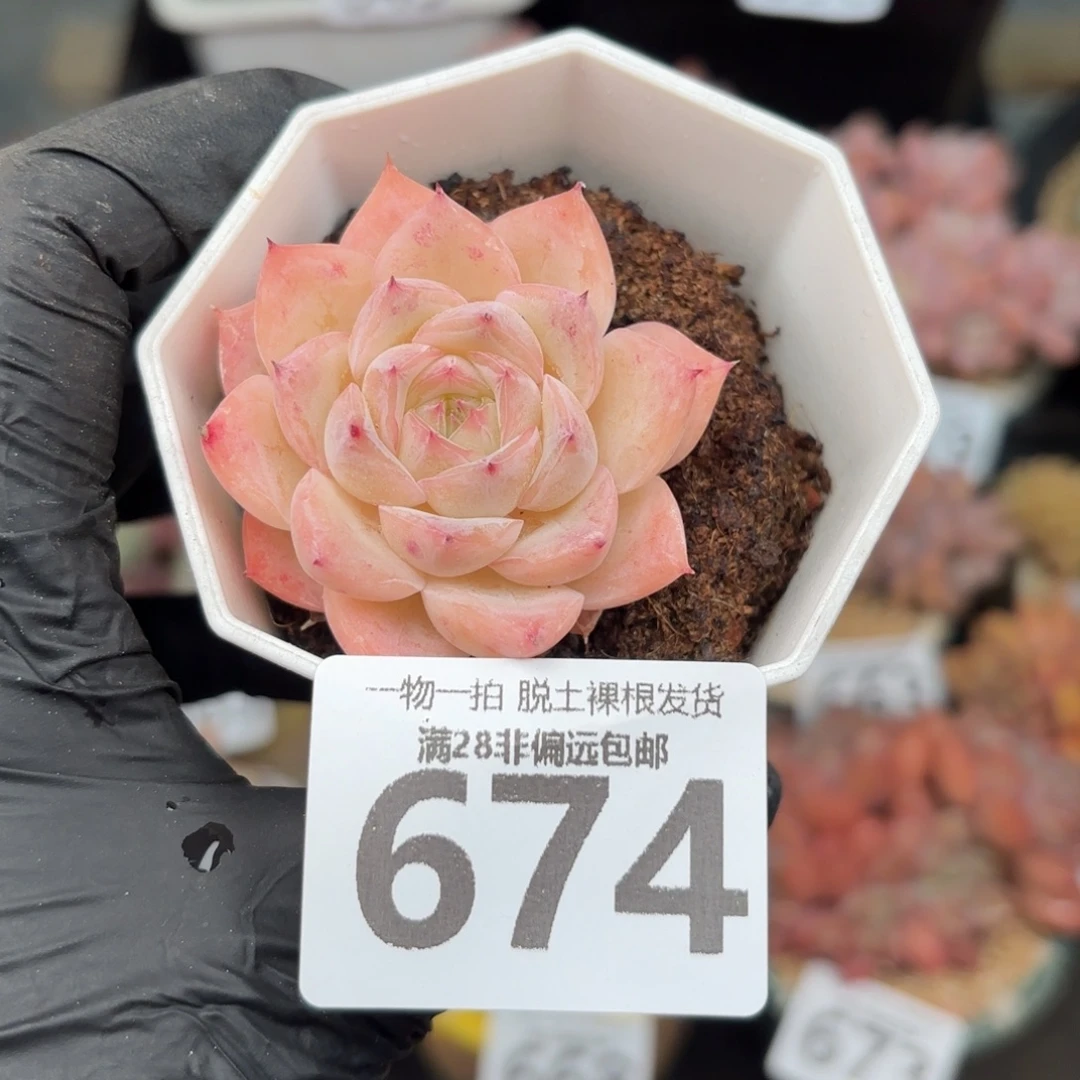 水晶玫瑰无盆土发货