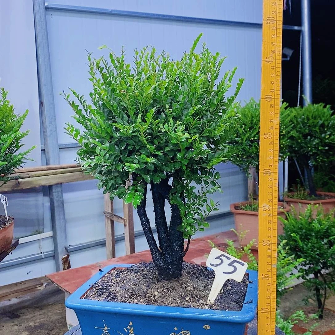 完全开放小叶紫檀55号