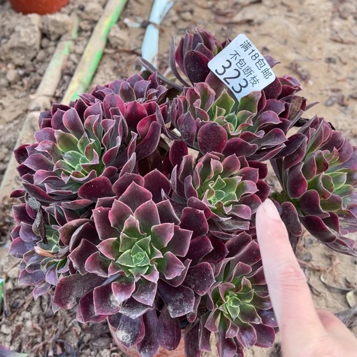 323金丝雀绣球2哈尔