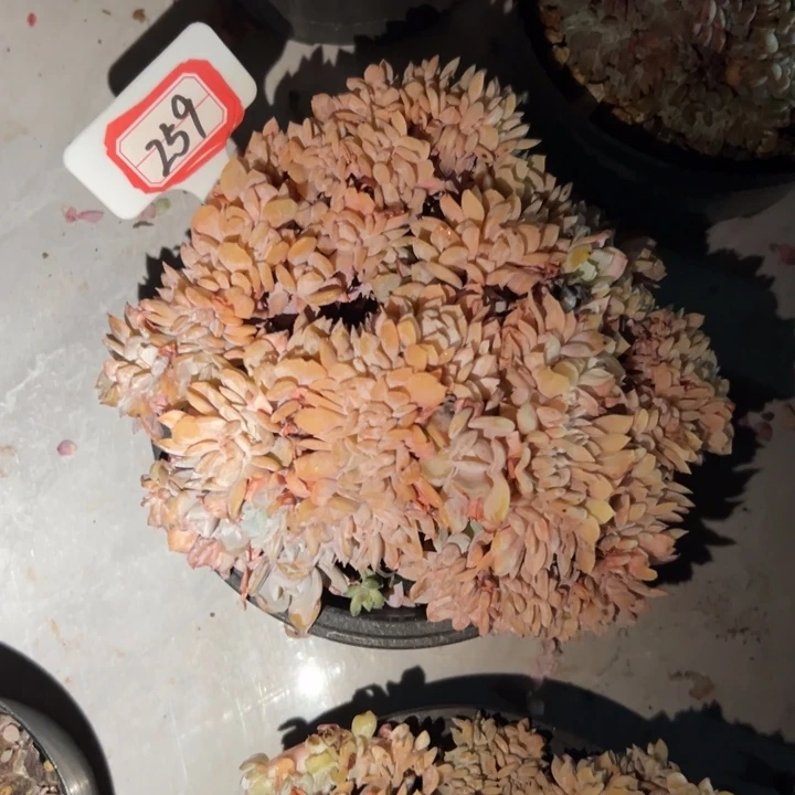 钱***了259漂亮美肉缀一物一拍25